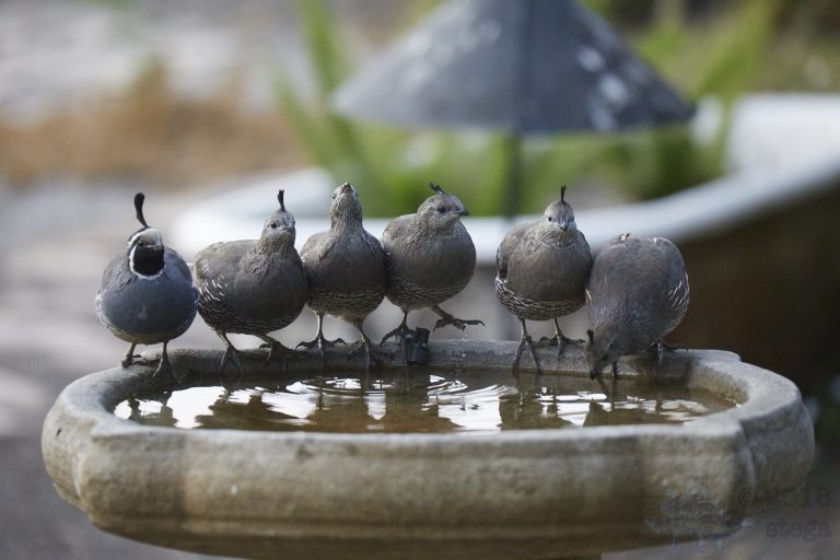 California Quail