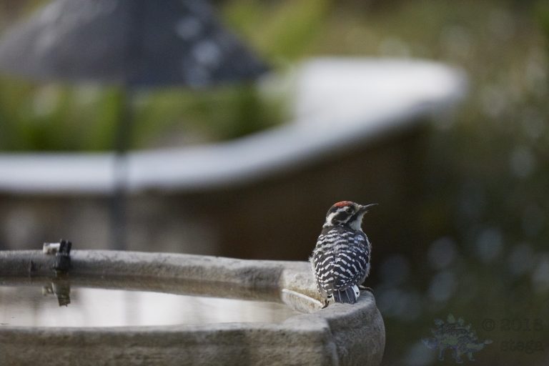 Nuttall’s Woodpecker