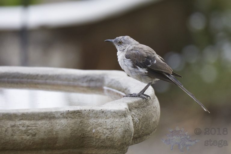 Northern Mockingbird