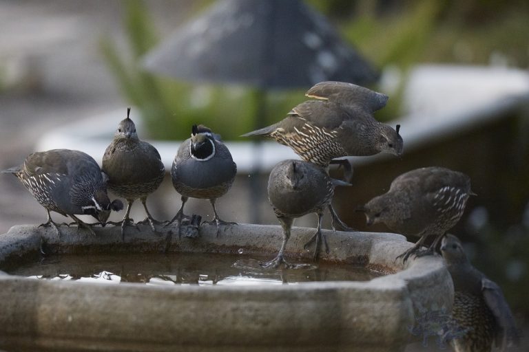 California Quail