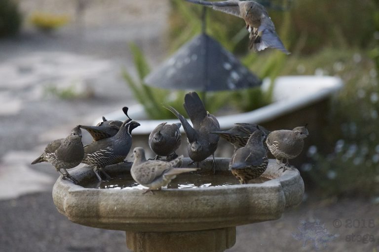 Quail and Doves bathing frenzy