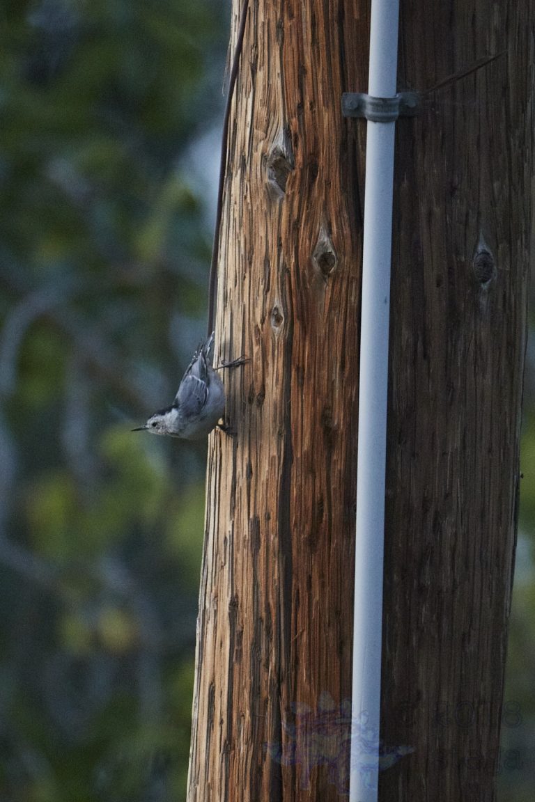 White Breasted Nuthatch