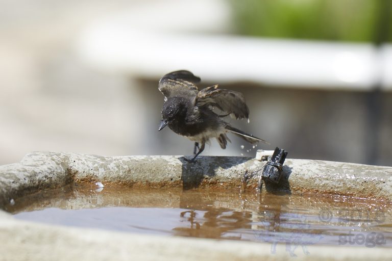 Black Phoebe