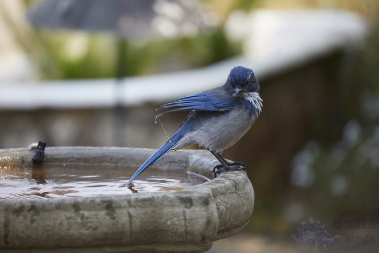 Bathing Jays (1/12)