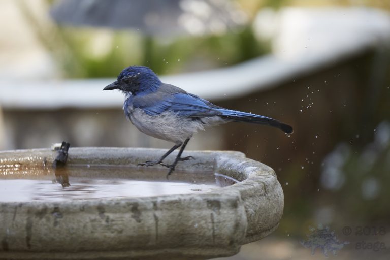 Bathing Jays (2/12)