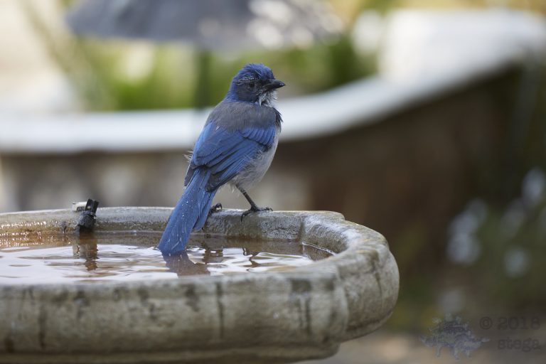 California Scrub Jay