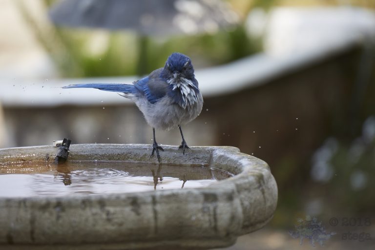 Bathing Jays (3/12)