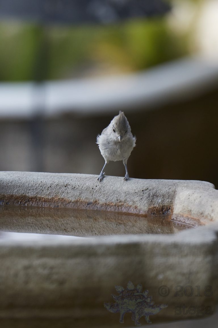 Oak Titmouse