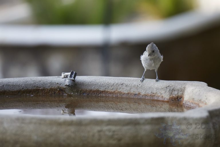 Oak Titmouse