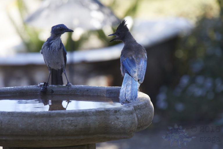 Bathing Jays (4/12)