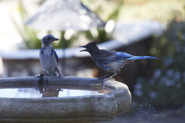 Bathing Jays (5/12)