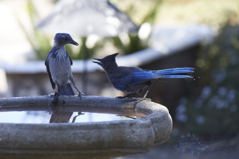 Bathing Jays (6/12)