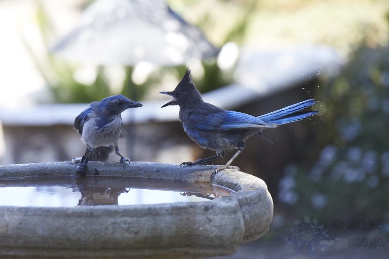 Bathing Jays (7/12)