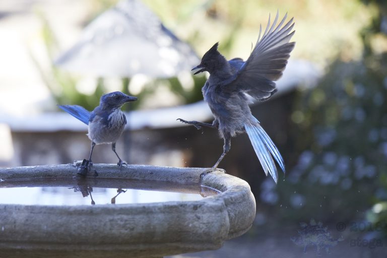 Bathing Jays (8/12)