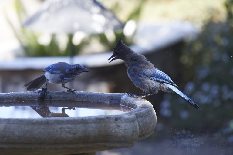 Bathing Jays (9/12)