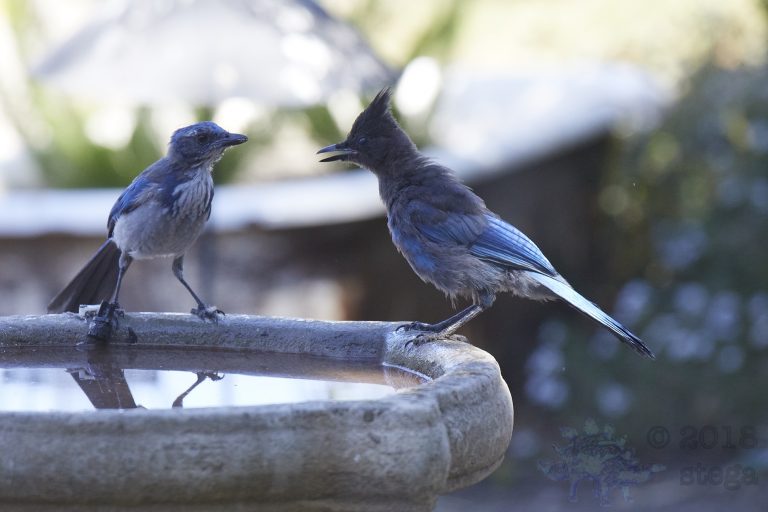Bathing Jays (10/12)