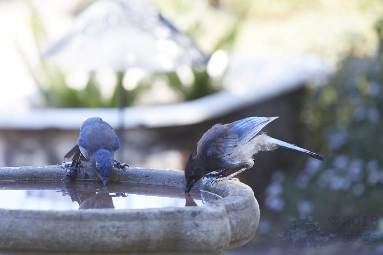 Bathing Jays (11/12)