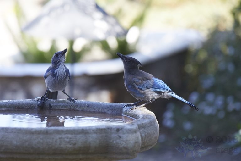 Bathing Jays (12/12)