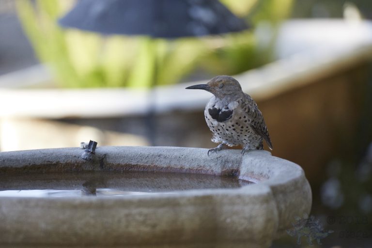 Sleepy Northern Flicker