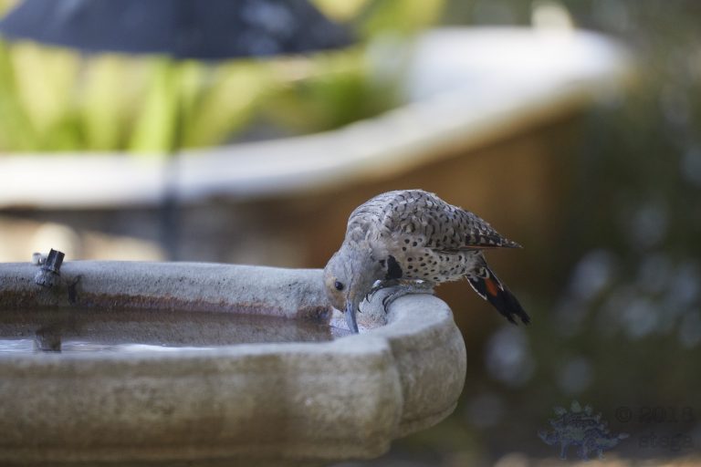 Curious Northern Flicker