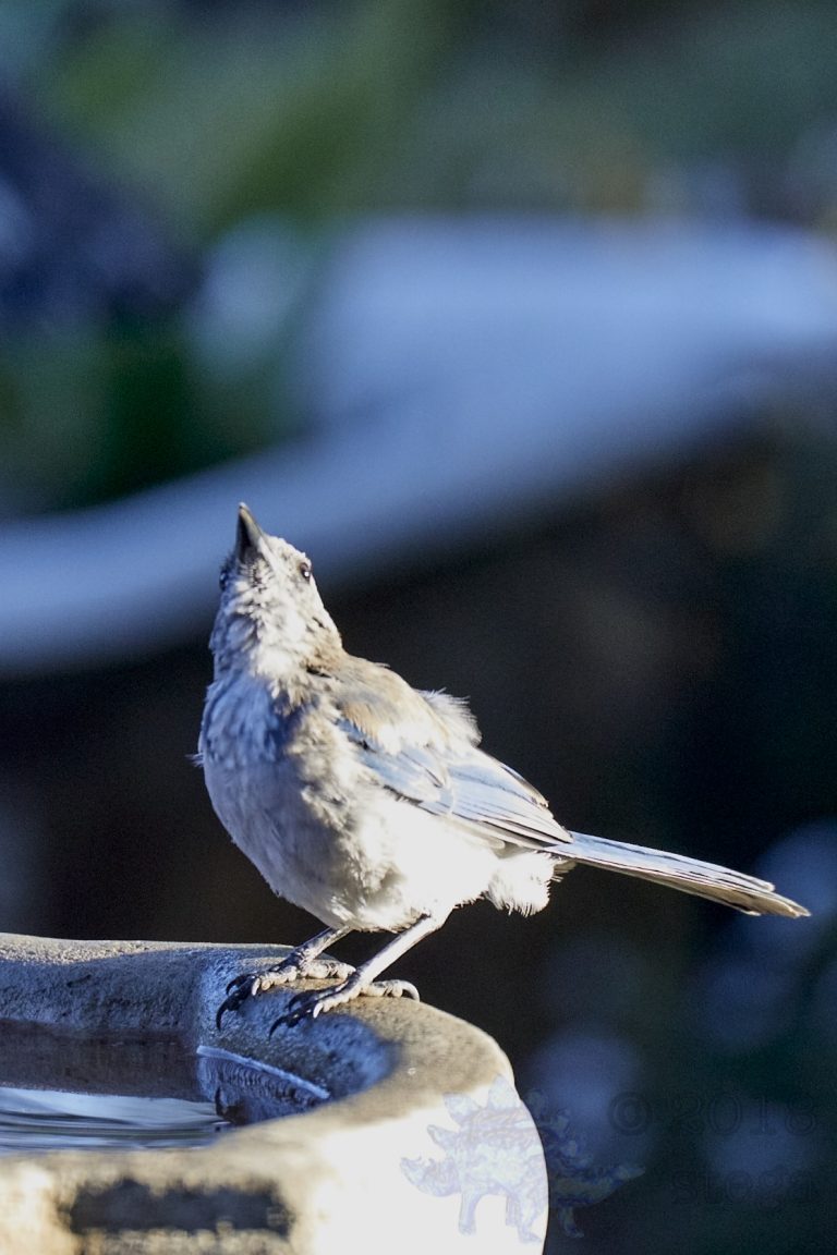 California Scrub Jay