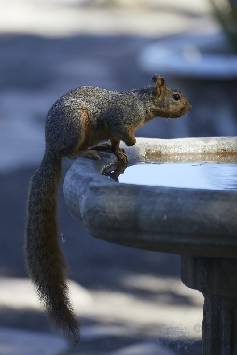 Fox Squirrel