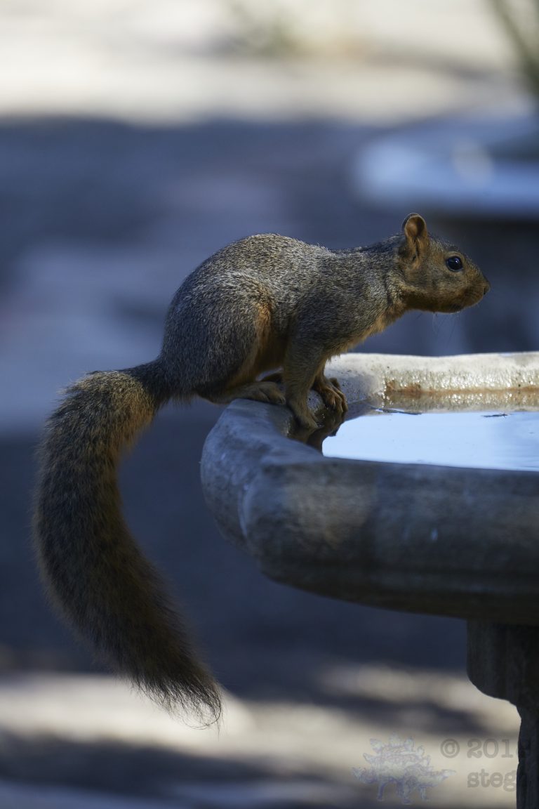 Fox Squirrel