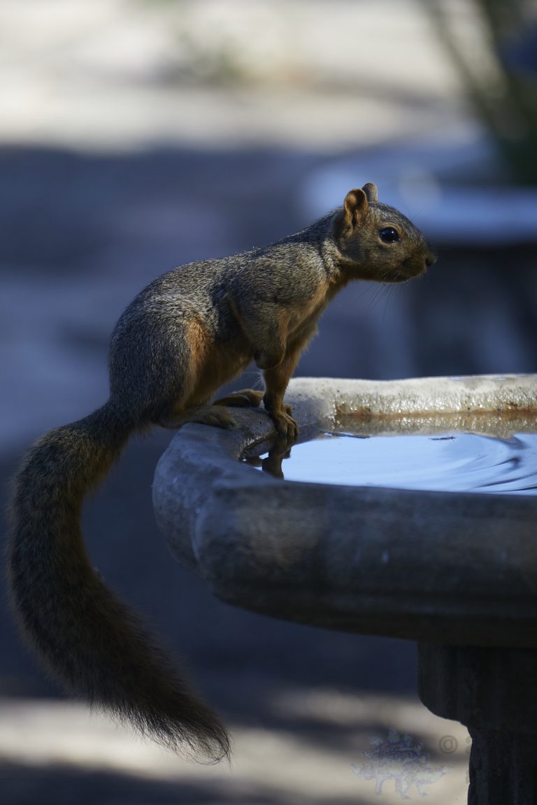 Fox Squirrel in shadow.