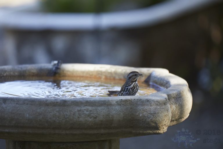 Lincoln’s Sparrow
