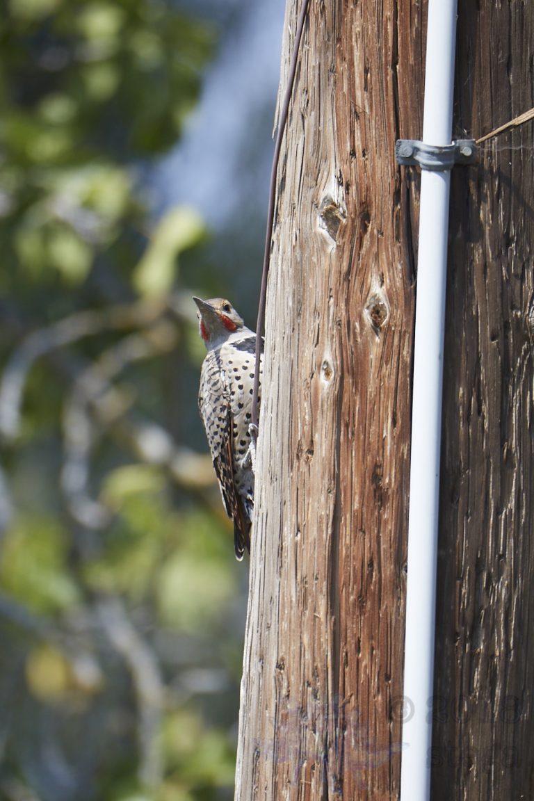 Northern Flicker