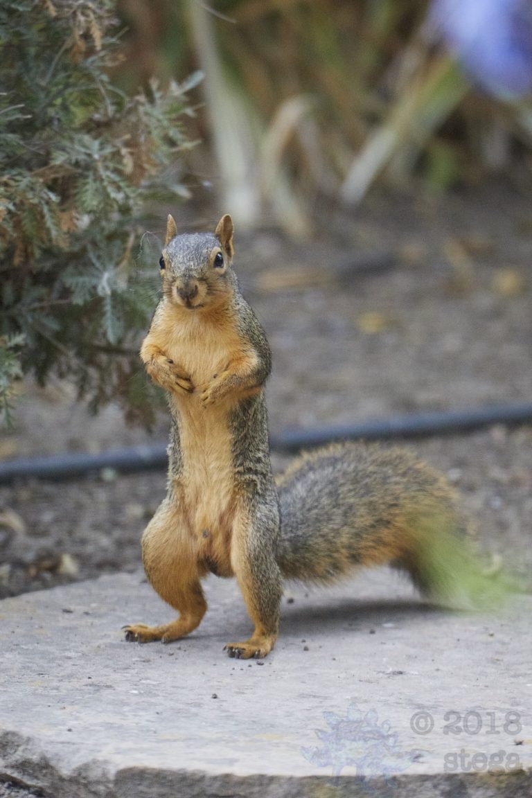 Fox Squirrel