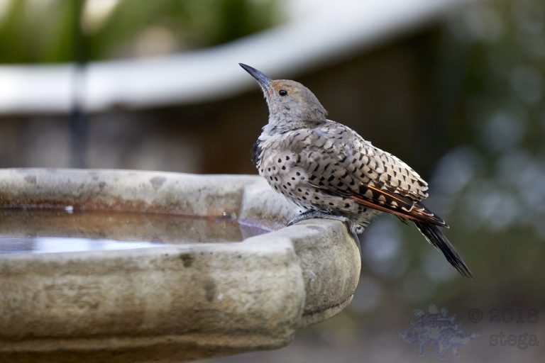 Northern Flicker