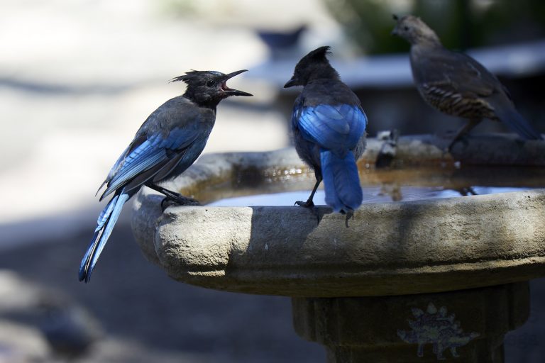 Steller’s Jays