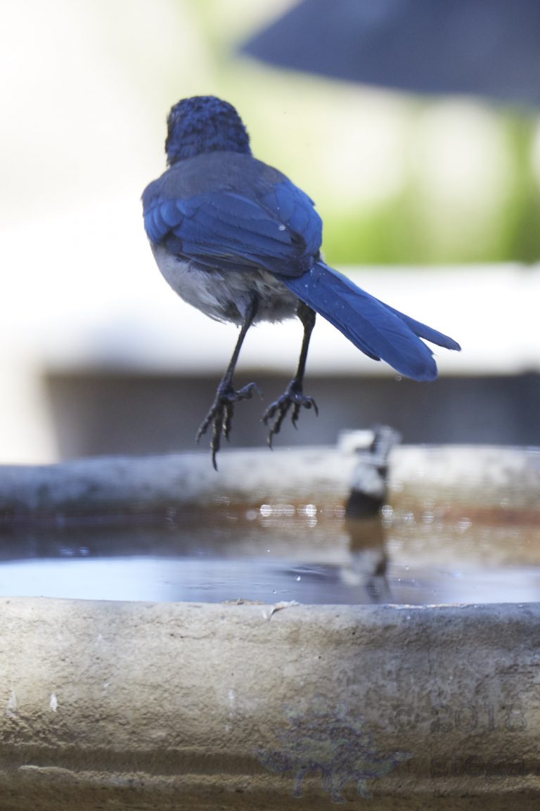 California Scrub Jay