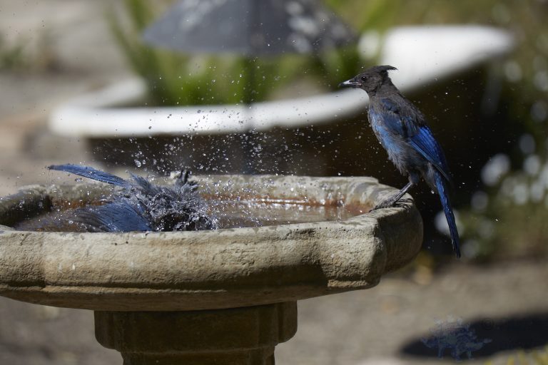 California Scrub Jay and Steller’s Jay