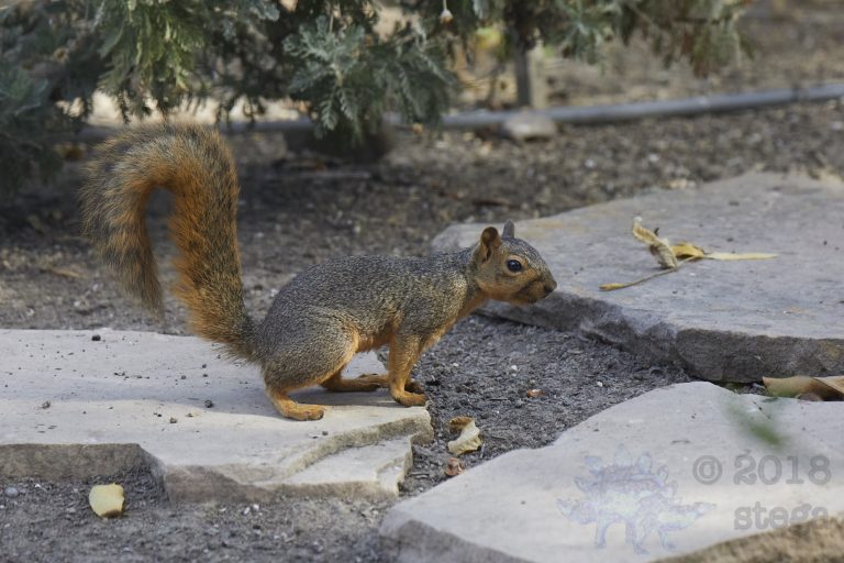 Fox Squirrel