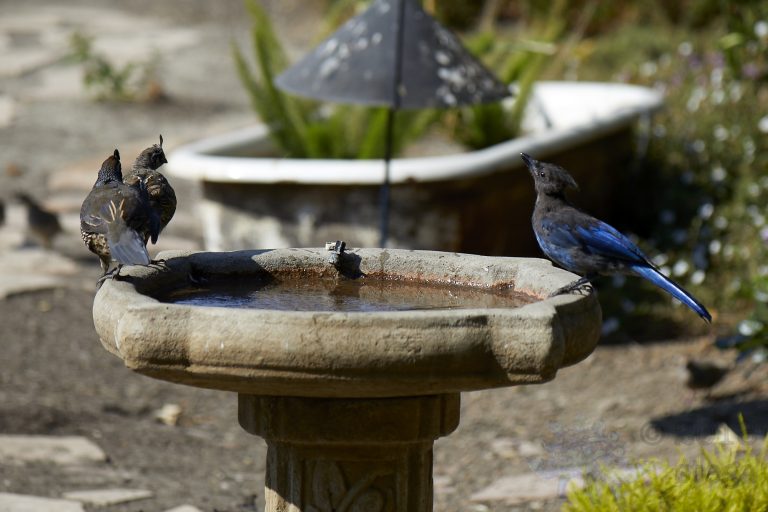 California Quail and Steller’s Jay