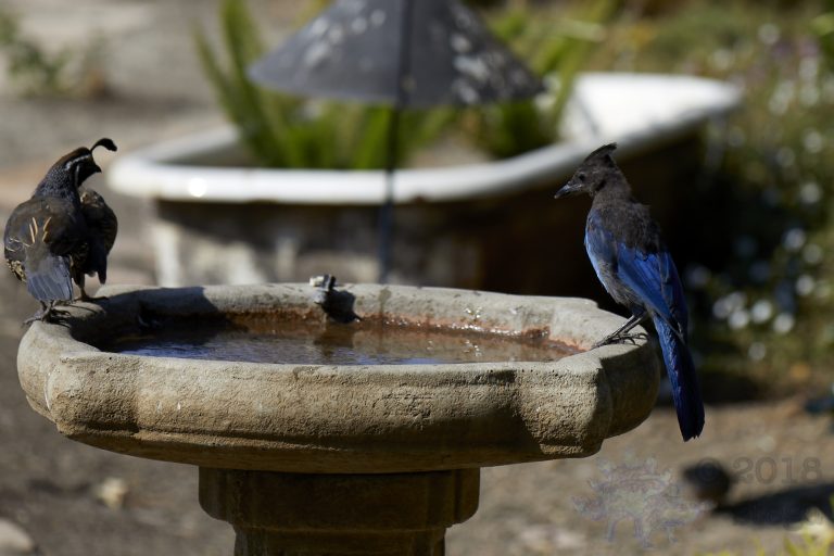 California Quail and Steller’s Jay