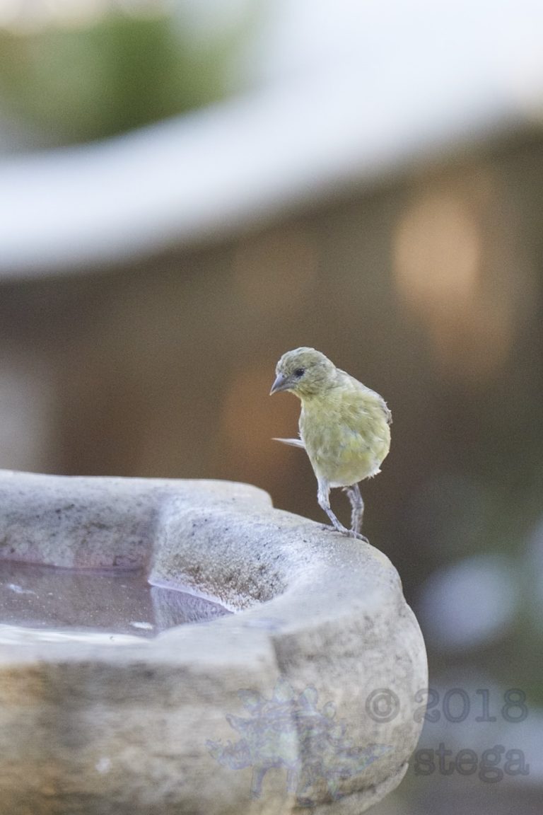 Lesser Goldfinch