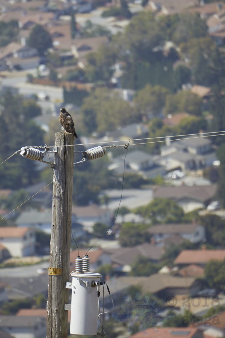Outside:  Red-tailed Hawk