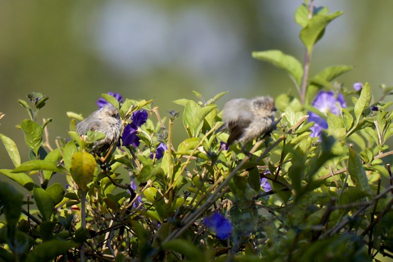 Bushtits