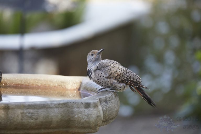 Northern Flicker