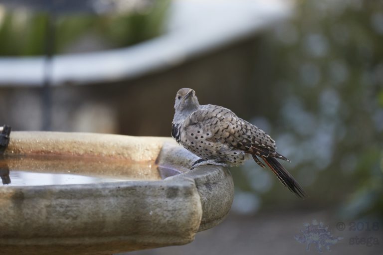Northern Flicker