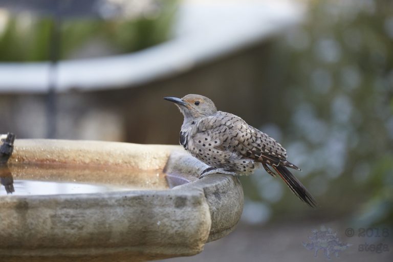Northern Flicker