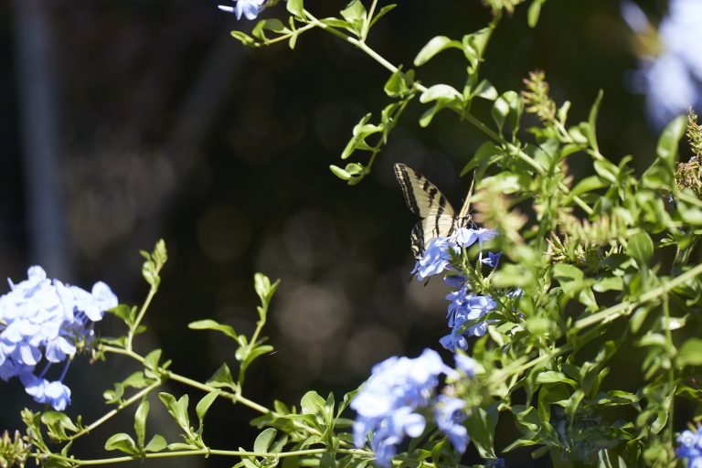 Swallowtail Butterfly