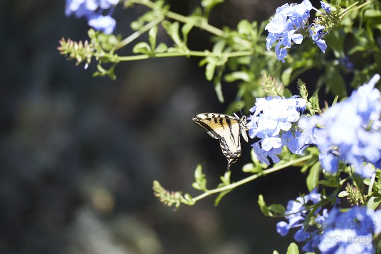 Swallowtail Butterly