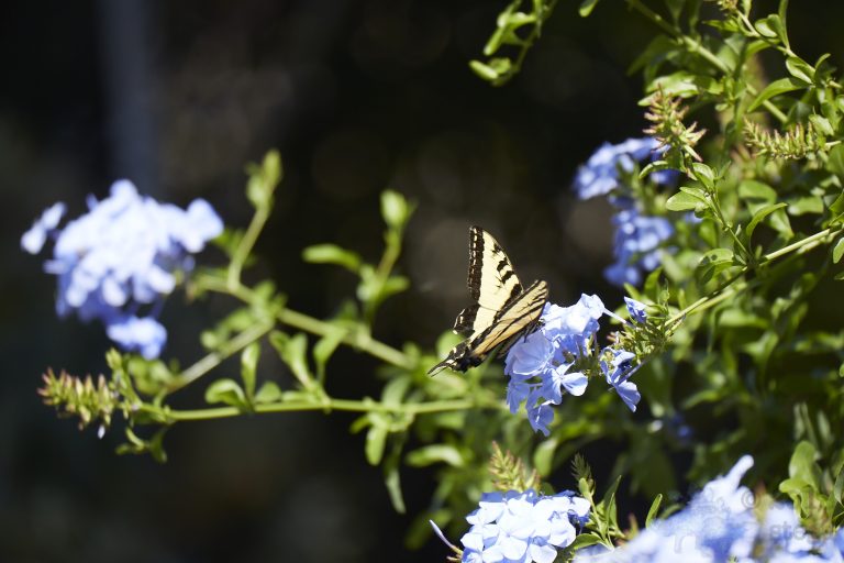 Swallowtail Butterfly