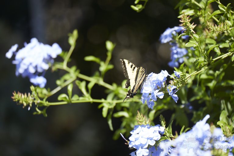 Swallowtail Butterfly