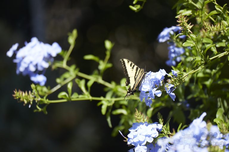 Swallowtail Butterfly
