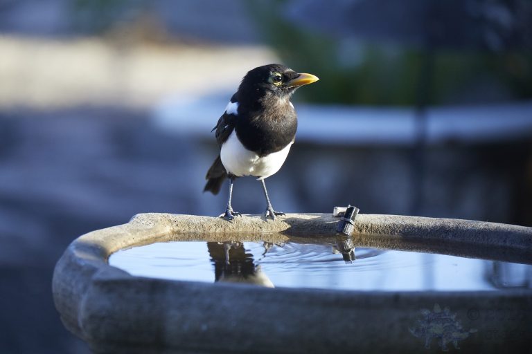 Yellow-billed Magpie